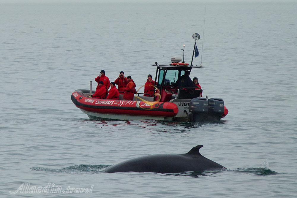 تماشای نهنگ ها در تادوساک - کانادا | علاءالدین تراول