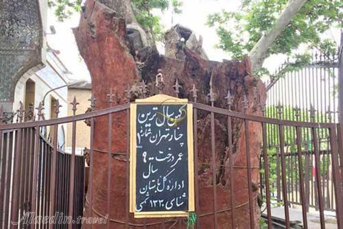 چنار کهن 900 ساله تهران