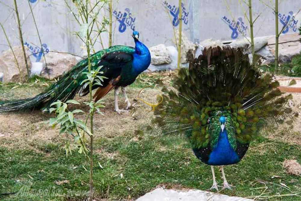 باغ پرندگان تهران | علاءالدین تراول