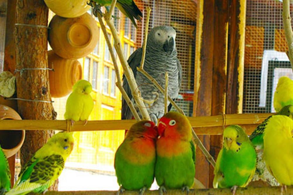 باغ پرندگان تهران | علاءالدین تراول