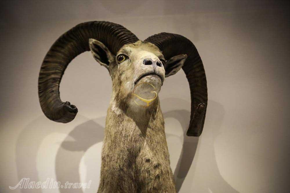 موزه طبیعت و حیات وحش ایران دارآباد در تهران | علاءالدین ترا