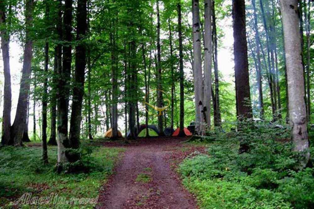 پارک جنگلی لویزان تهران | علاءالدین تراول