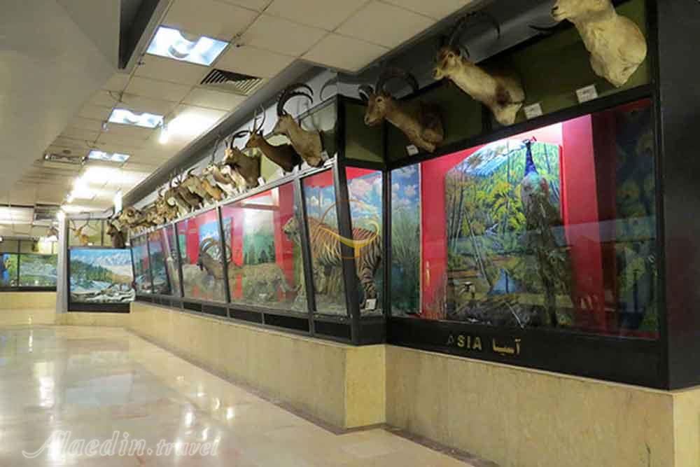 موزه تنوع زیستی پردیسان در تهران | علاءالدین تراول