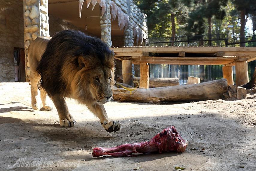 باغ وحش ارم تهران | علاءالدین تراول