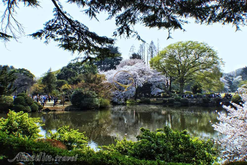 پارک ملی شینجوکو گیوئن توکیو - ژاپن | علاءالدین تراول