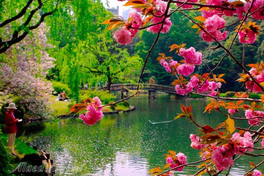 پارک ملی شینجوکو گیوئن توکیو - ژاپن | علاءالدین تراول