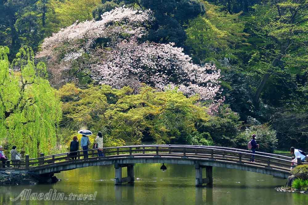 پارک ملی شینجوکو گیوئن توکیو - ژاپن | علاءالدین تراول