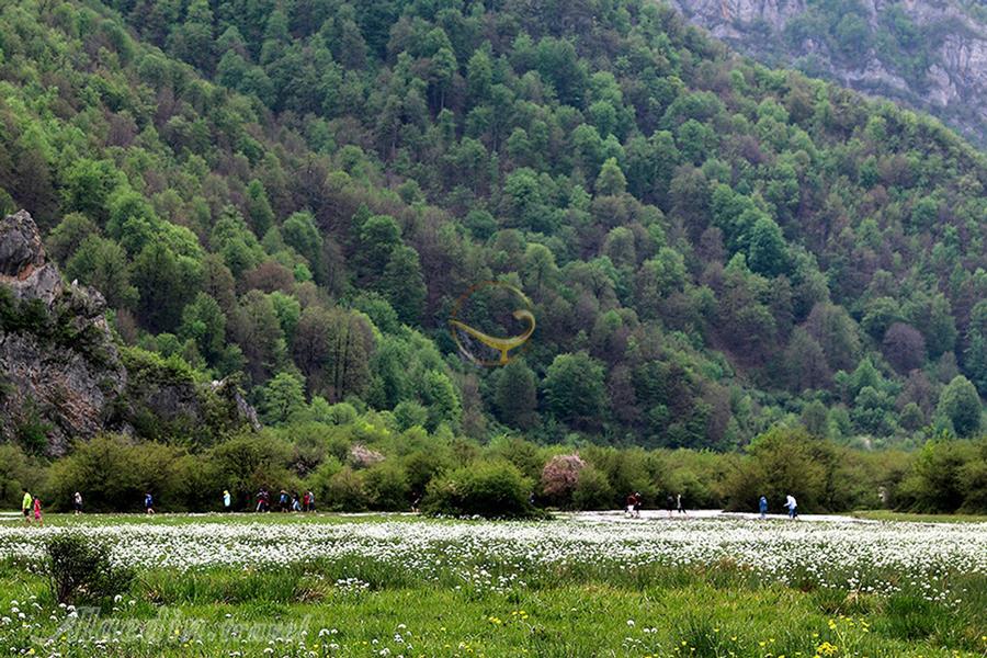 دشت دریاسر تنکابن | علاءالدین تراول