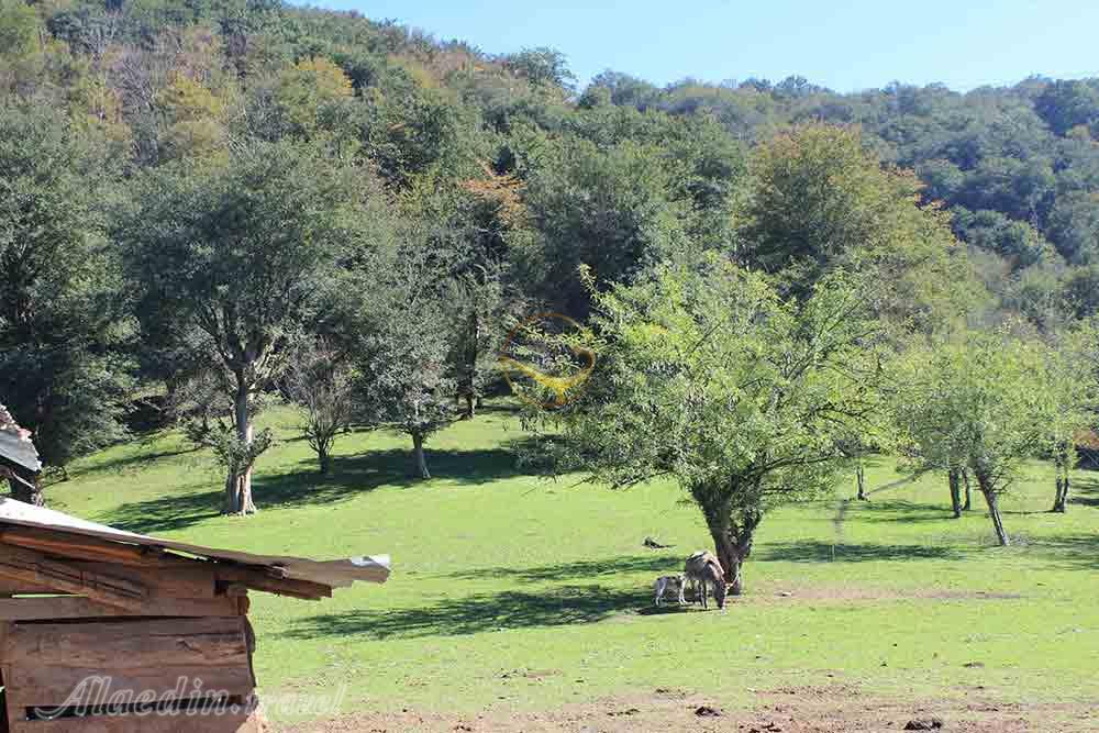 جنگل دو هزار سه هزار تنکابن | علاءالدین تراول