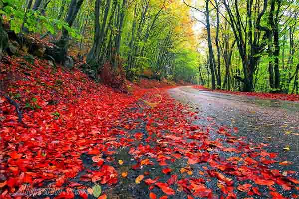 جنگل دو هزار سه هزار تنکابن