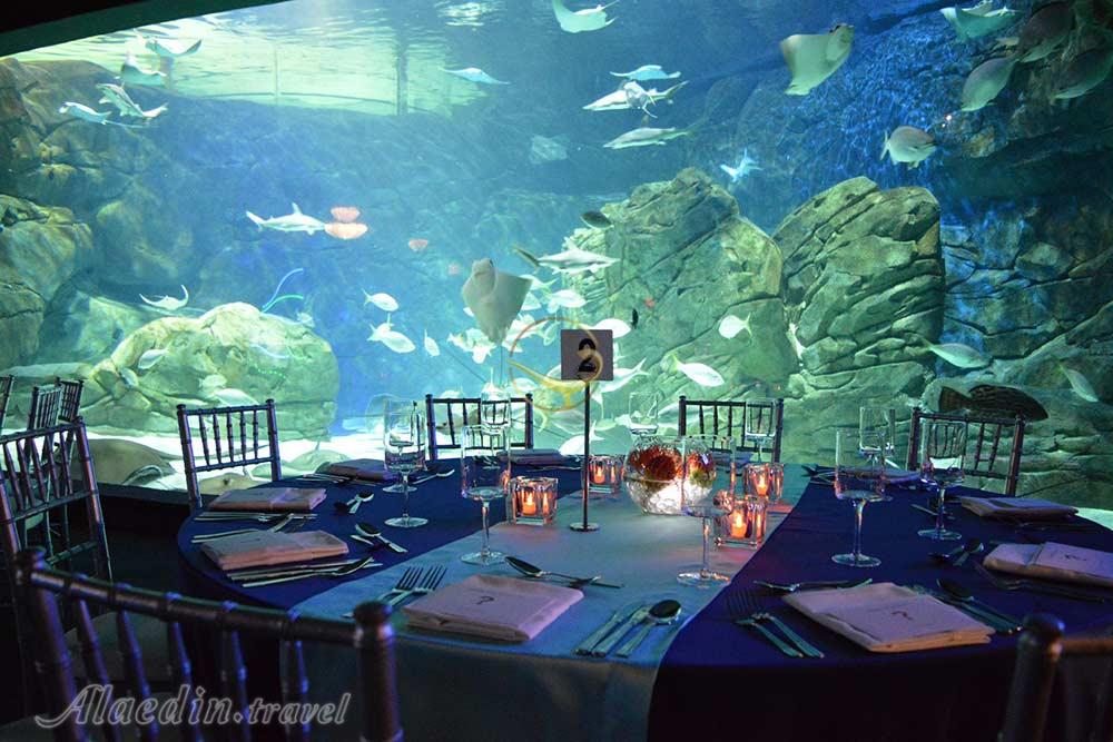 آکواریوم ریپلی تورنتو | علاءالدین تراول