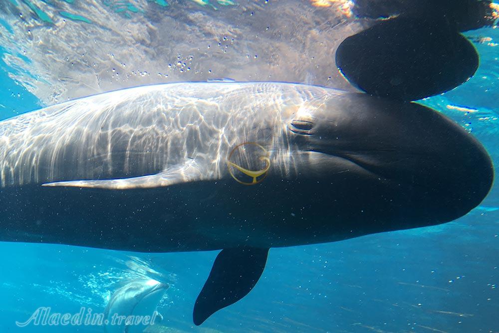 آکواریوم ونکوور | علاءالدین تراول