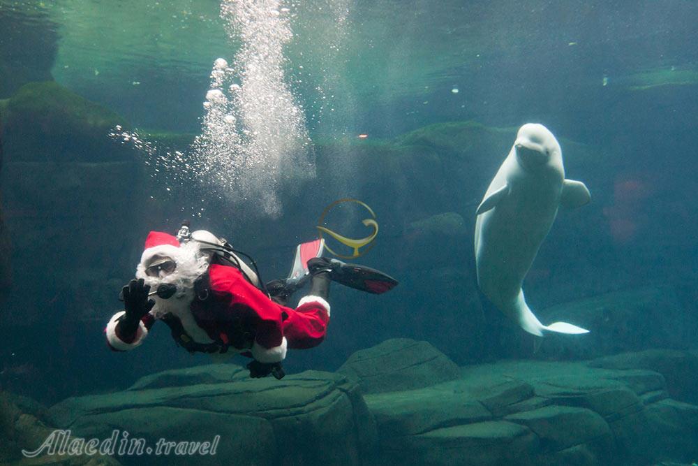 آکواریوم ونکوور | علاءالدین تراول