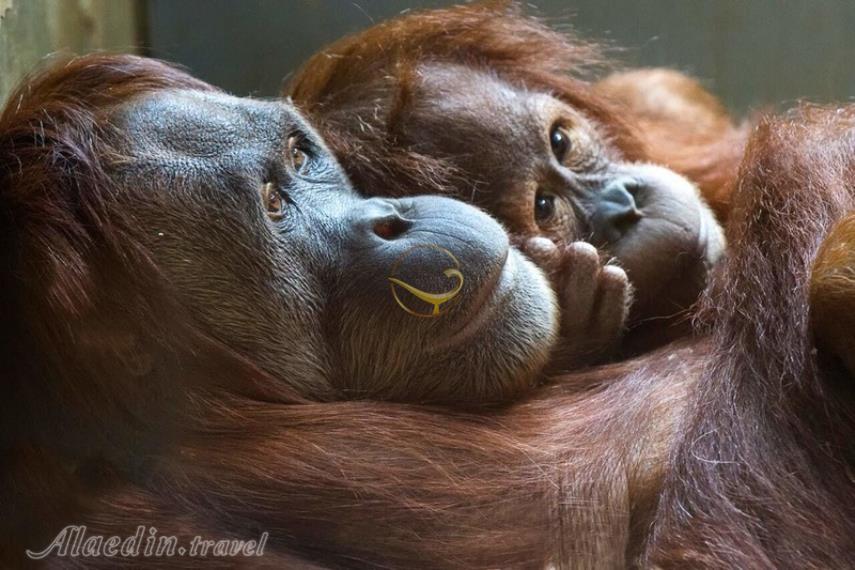 باغ وحش زوریخ | علاالدین تراول