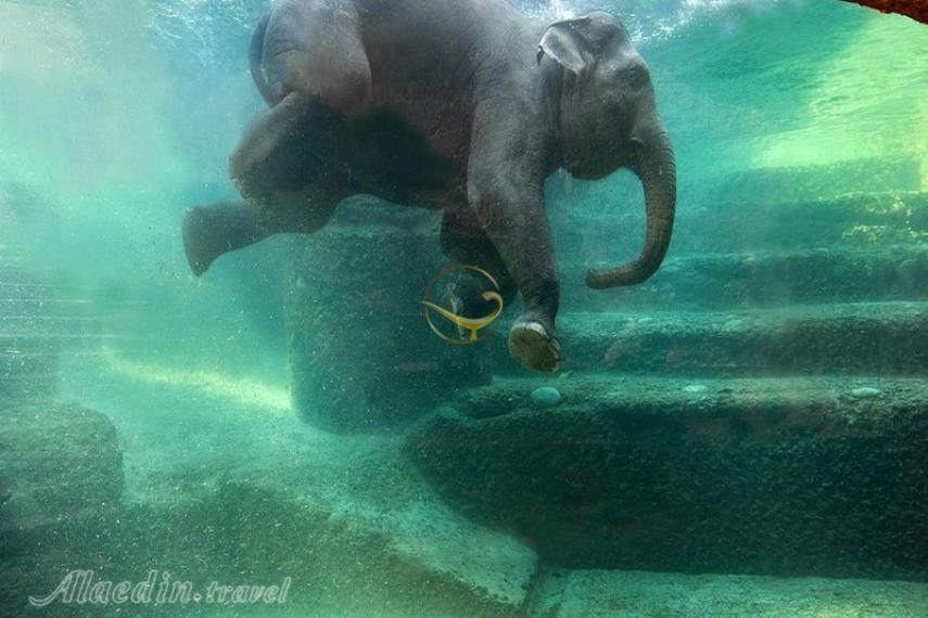 باغ وحش زوریخ | علاالدین تراول