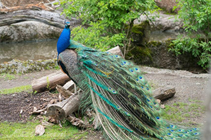 باغ وحش زوریخ | علاالدین تراول