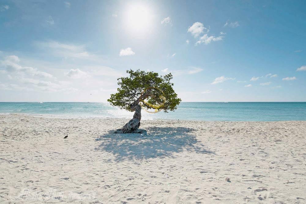 تور آروبا کارائیب | علاءالدین تراول