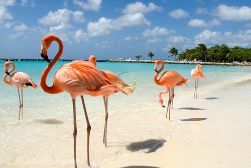 تور آروبا کارائیب