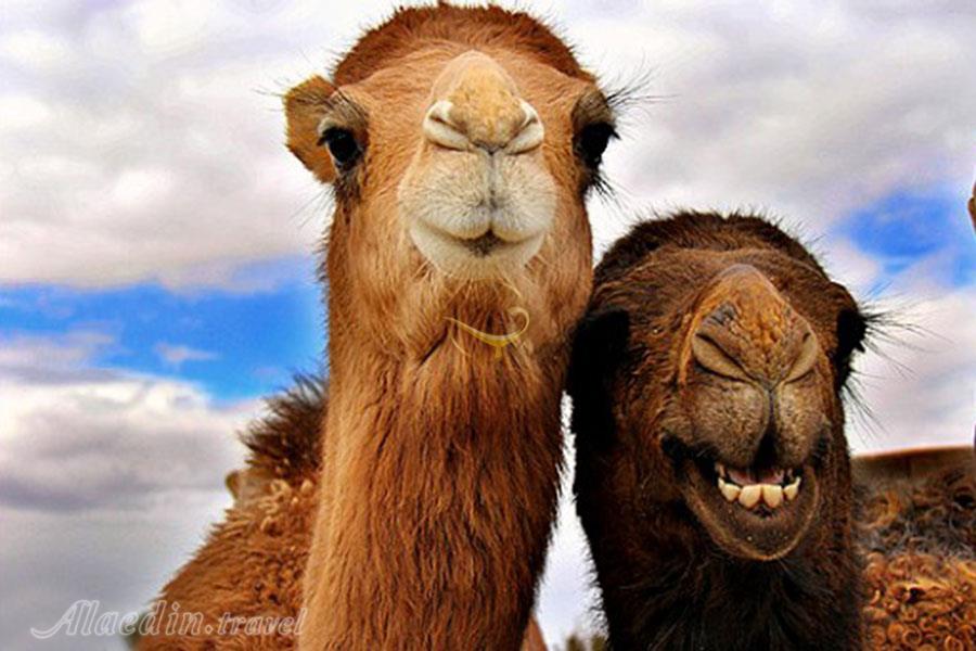 تور یک روزه کویر بند ریگ؛ شهر زیرزمینی اویی | علاءالدین تراول