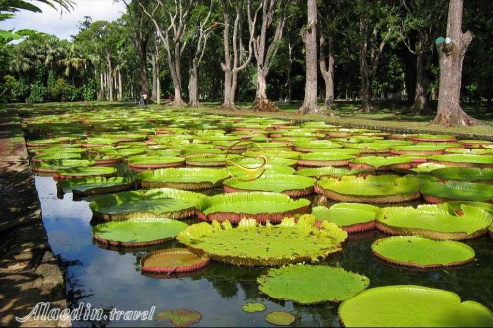 باغ گیاه‌شناسی تهران | علاءالدین تراول