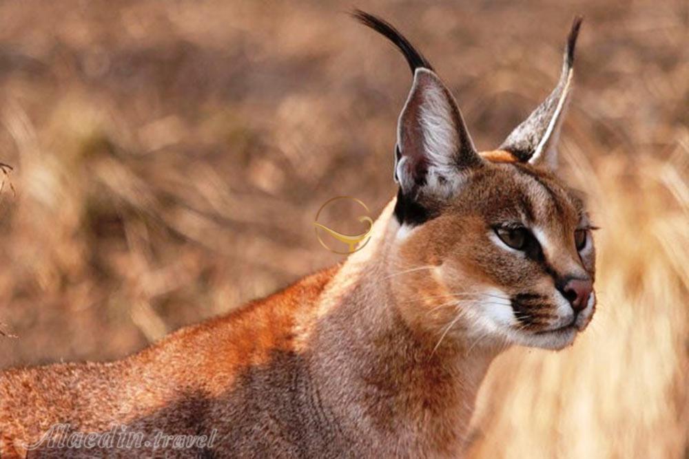 تور کویر کاراکال؛ در قلمرو سیاه گوش | علاءالدین تراول