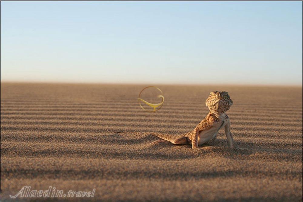 تور کویر کاراکال؛ در قلمرو سیاه گوش | علاءالدین تراول