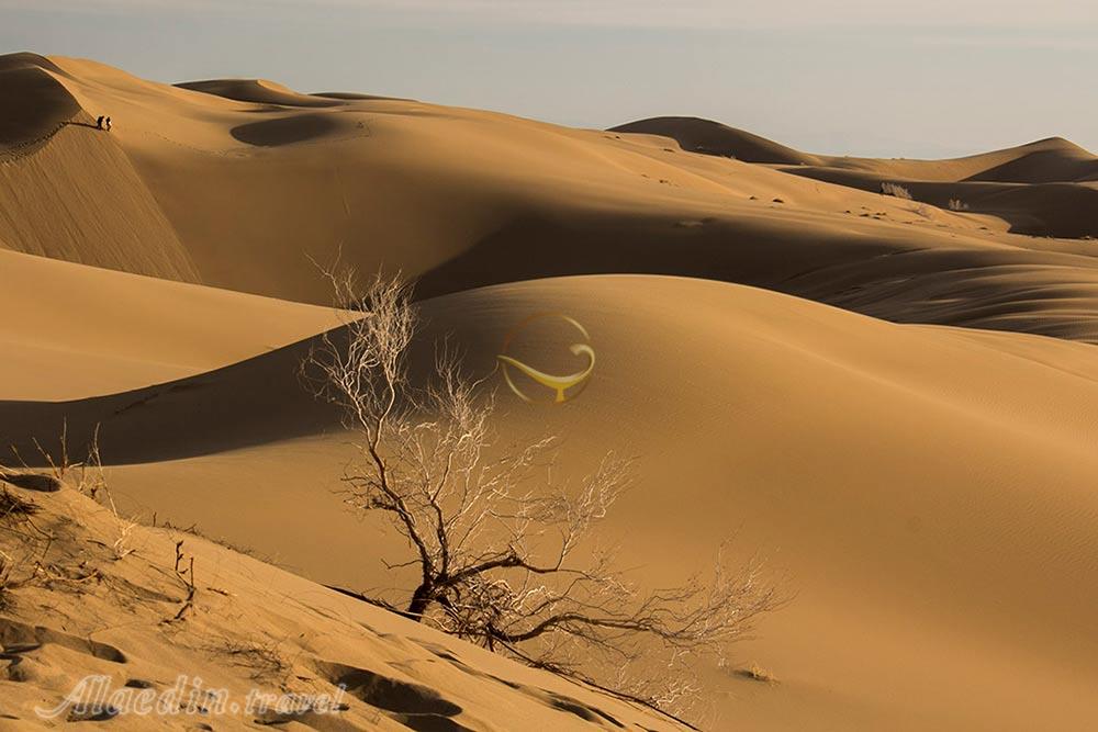 تور کویر کاراکال؛ در قلمرو سیاه گوش | علاءالدین تراول