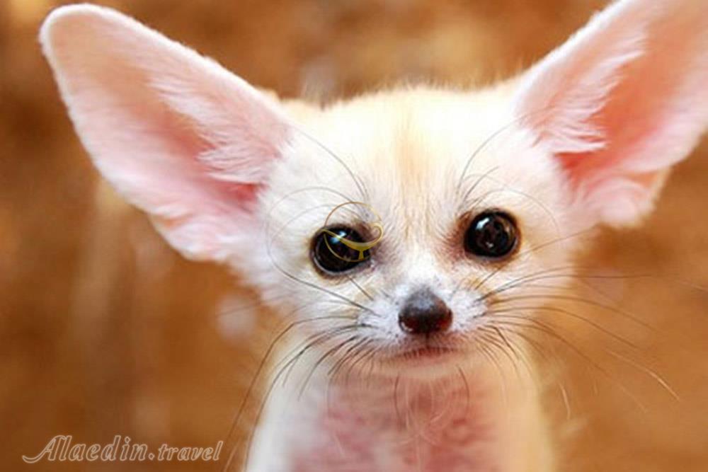 تور کویر کاراکال؛ در قلمرو سیاه گوش | علاءالدین تراول