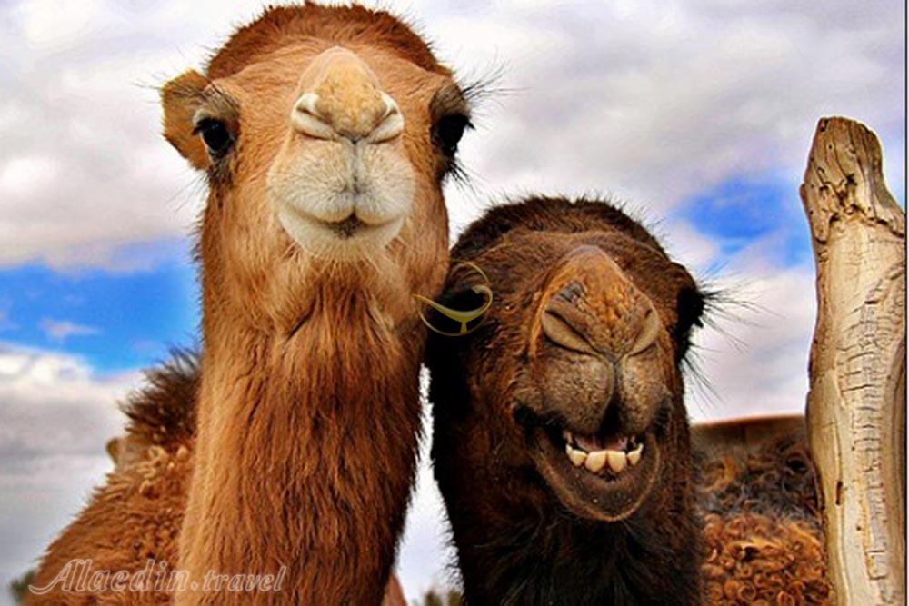 تور کویر کاراکال؛ در قلمرو سیاه گوش | علاءالدین تراول