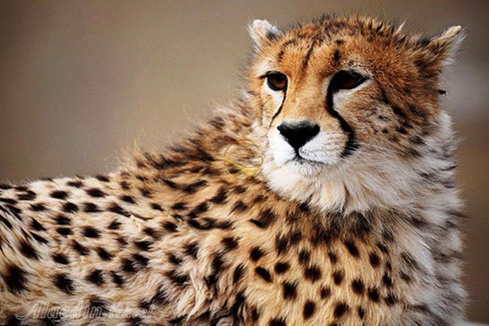 تور کویر کاراکال؛ در قلمرو سیاه گوش | علاءالدین تراول