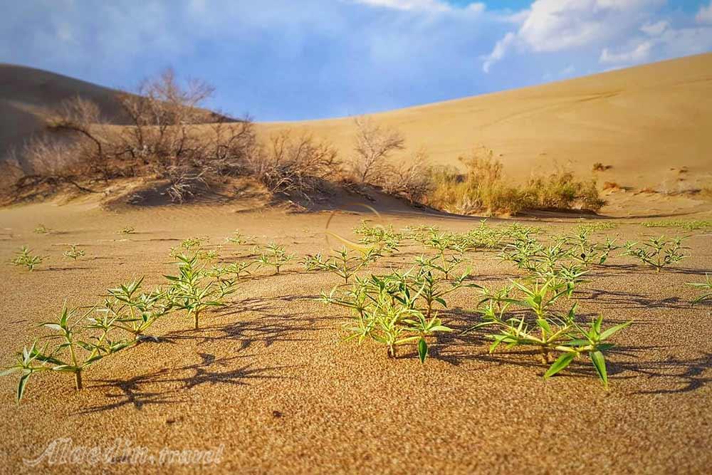 تور کویر کاراکال؛ در قلمرو سیاه گوش | علاءالدین تراول