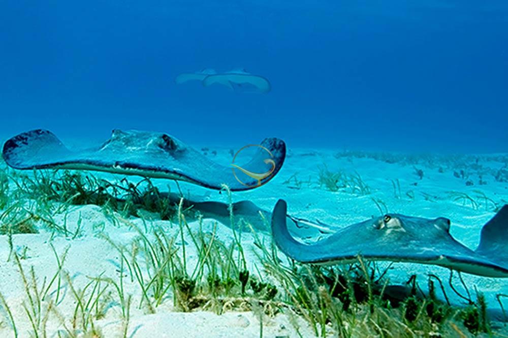 تور جزایر کیمن کارائیب | علاءالدین تراول