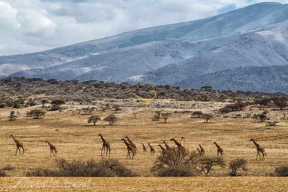 تور آفریقای مرکزی | علاءالدین تراول