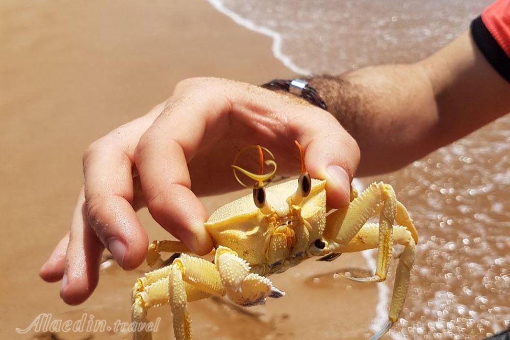 ساحل ماسه ای چابهار | علاءالدین تراول