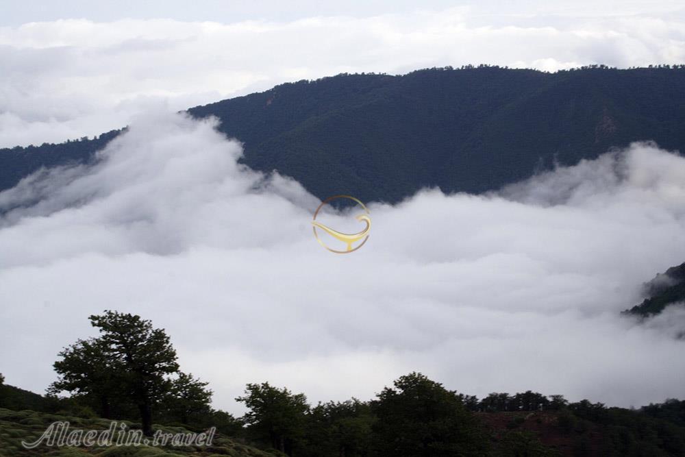 جنگل ابر شاهرود | علاءالدین تراول