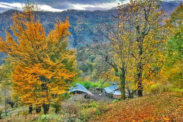 تور اکوسافاری جنگلی؛ صدای پای آب | علاءالدین