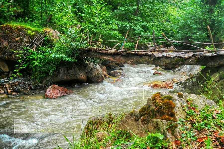 تور اکوسافاری جنگلی؛ صدای پای آب | علاءالدین