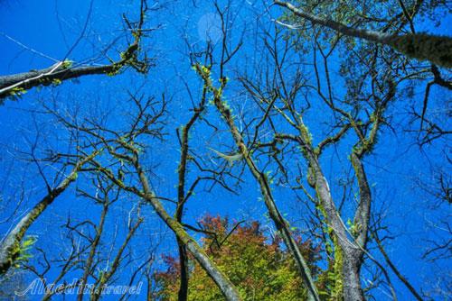 تور اکوسافاری جنگلی؛ صدای پای آب | علاءالدین