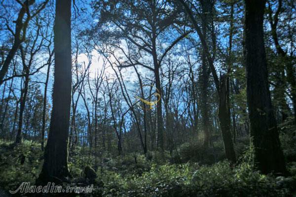 تور اکوسافاری جنگلی؛ صدای پای آب | علاءالدین