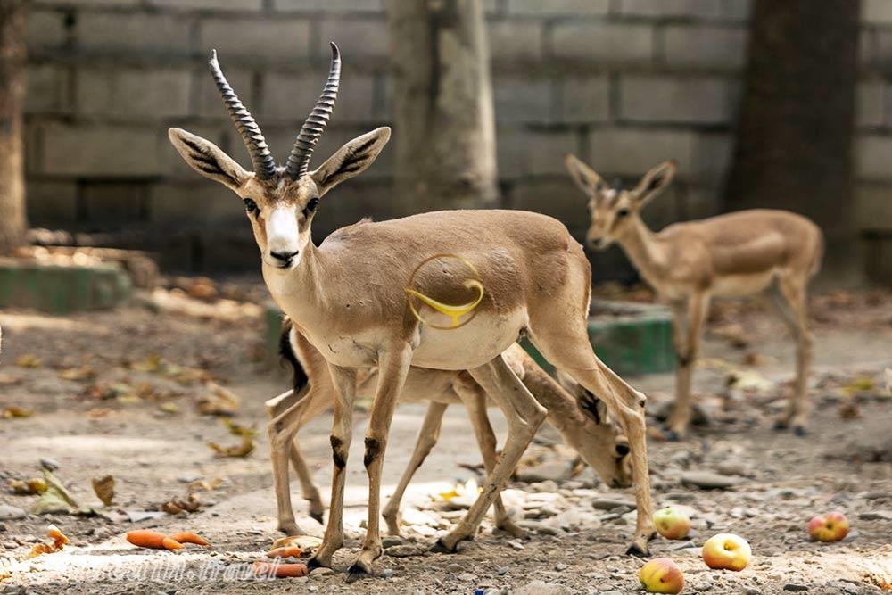 باغ وحش ارم تهران | علاءالدین تراول