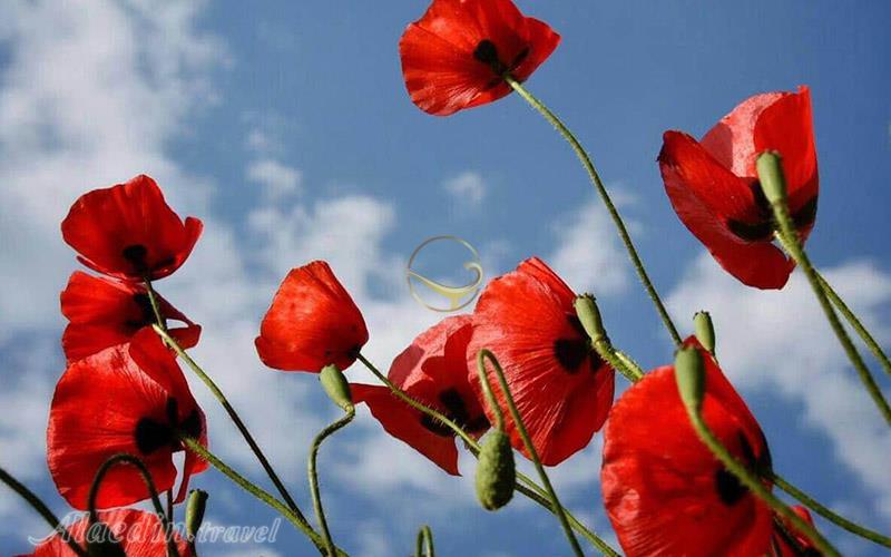 تور دشت هویج | علاءالدین تراول