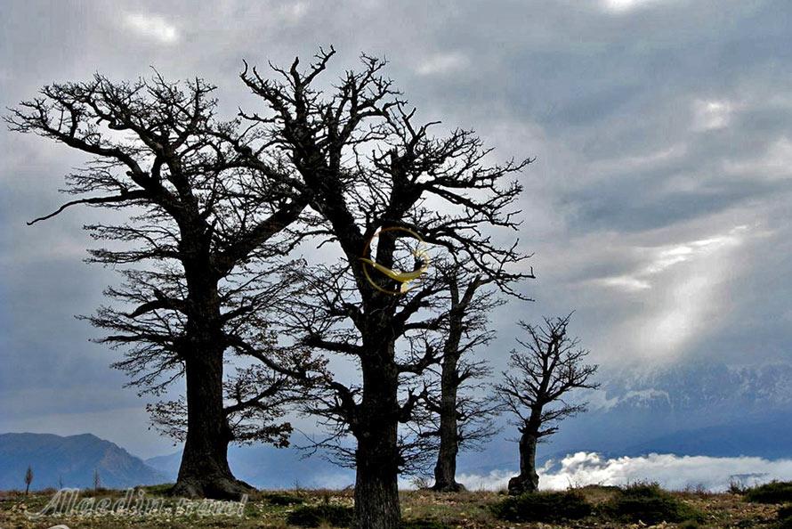 تور جهان نما؛ از تخت میرزا تا برج رادکان | علاءالدین تراول