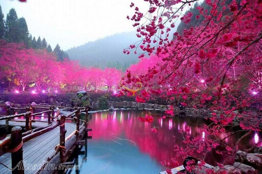 چشم‌انداز زیبای شکوفه های گیلاس در ژاپن | علاءالدین تراول