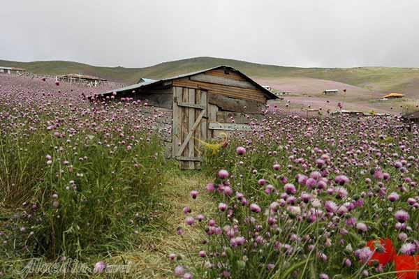 تور خلخال اسالم نئور