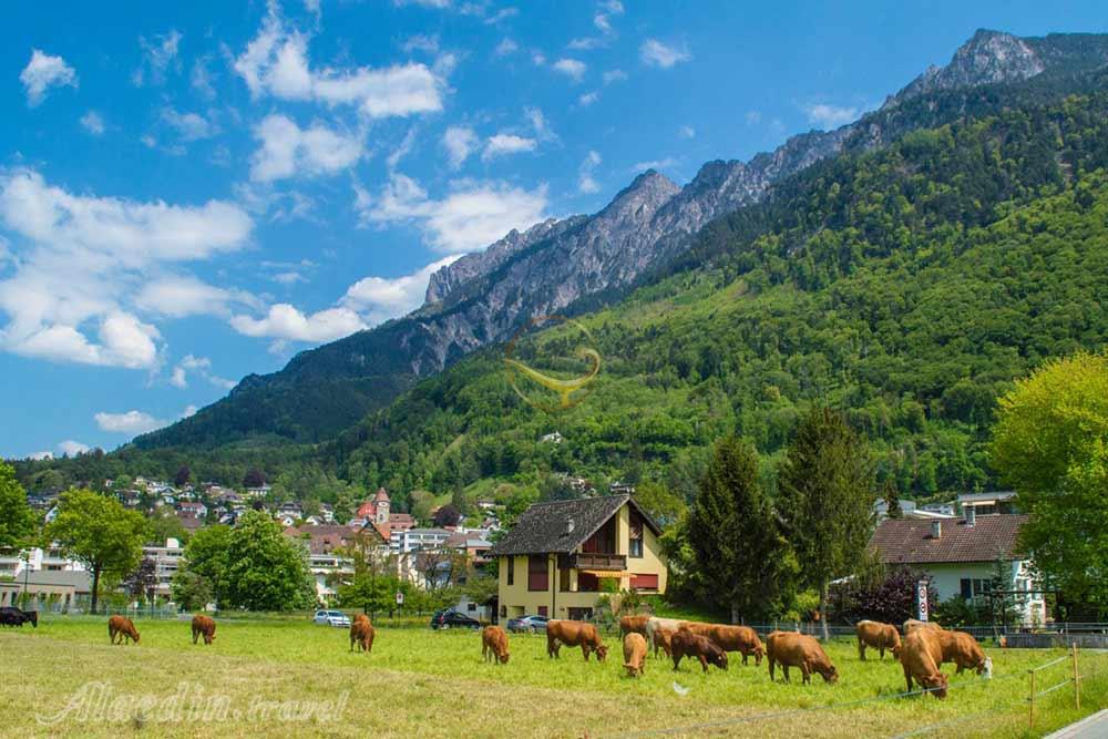 تور لیختن اشتاین | علاءالدین تراول