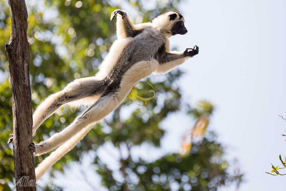 تور ماداگاسکار | علاءالدین تراول