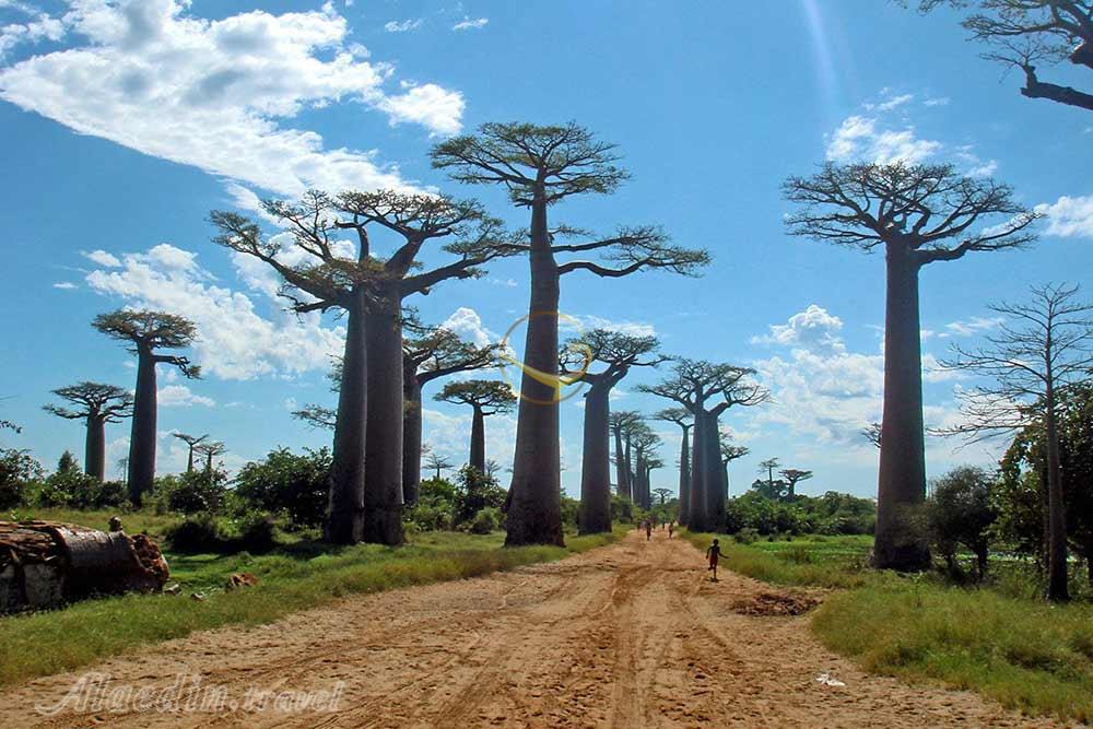 تور ماداگاسکار | علاءالدین تراول