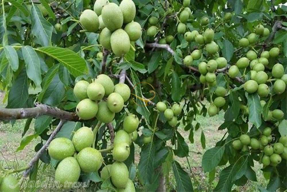 تور ملایر نهاوند تویسرکان | علاءالدین تراول