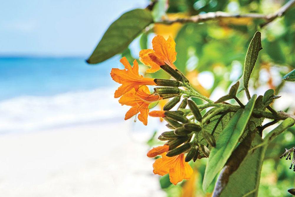 تور مارتینیک کارائیب | علاءالدین تراول