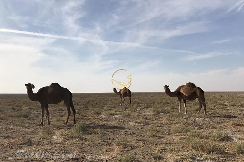 تور اکوسافاری بارش شهابی؛ شب، سکوت، کویر | علاءالدین تراول